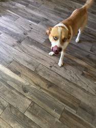 Found/Stray Male Dog last seen In my backyard, Spring, TX 77389
