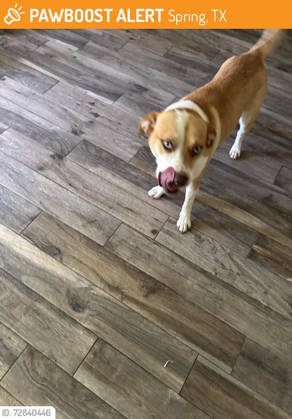 Found/Stray Male Dog last seen In my backyard, Spring, TX 77389