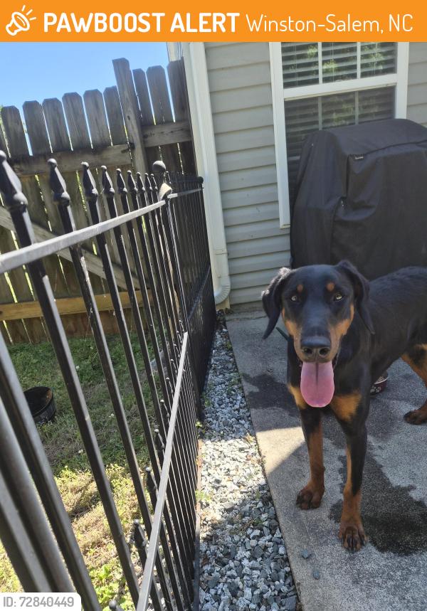 Found/Stray Unknown Dog last seen McGregor rd, Winston-Salem, NC 27103