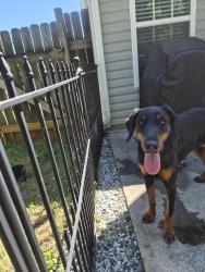 Found/Stray Unknown Dog last seen McGregor rd, Winston-Salem, NC 27103