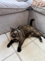 Lost Female Cat last seen Near 17th St, Huntington Beach, CA 92648