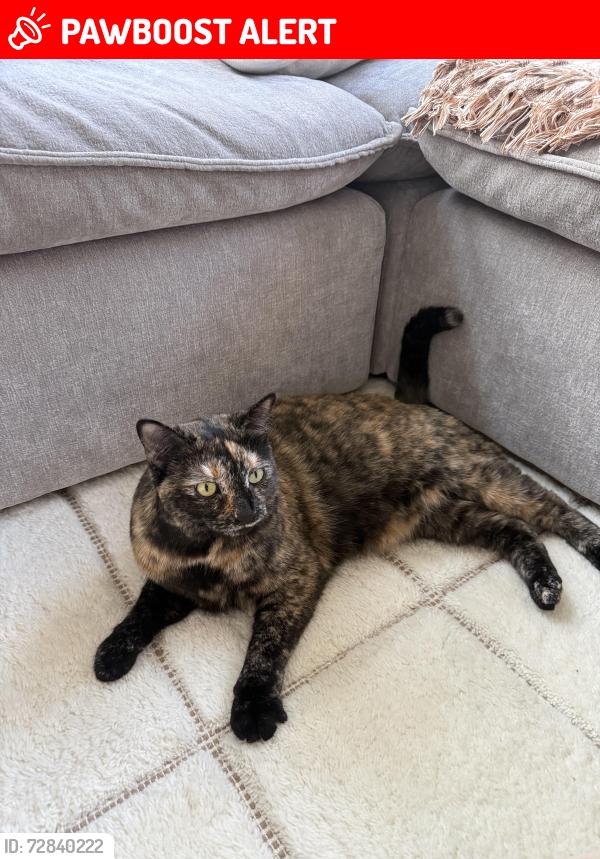 Lost Female Cat last seen Near 17th St, Huntington Beach, CA 92648