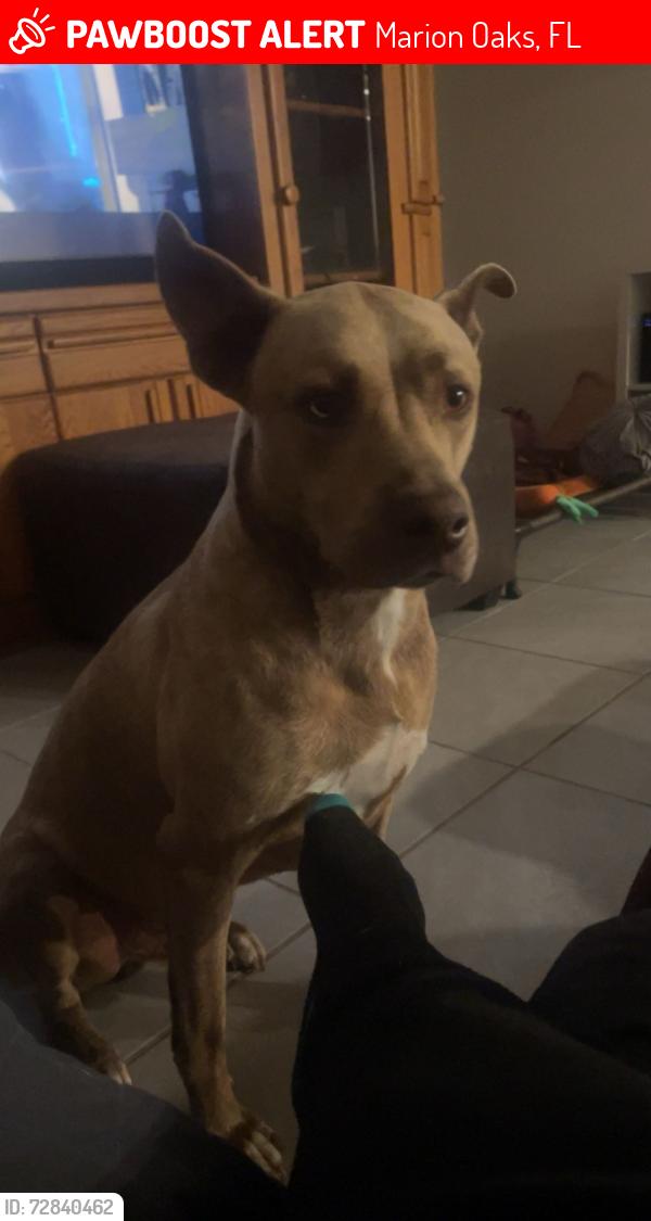 Lost Male Dog last seen SW 175th Loop, Marion Oaks, FL 34473