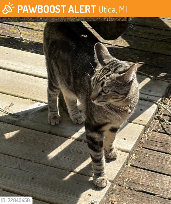 Found/Stray Unknown Cat last seen Messmore & Hecker, Utica, MI 48317