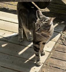 Found/Stray Unknown Cat last seen Messmore & Hecker, Utica, MI 48317