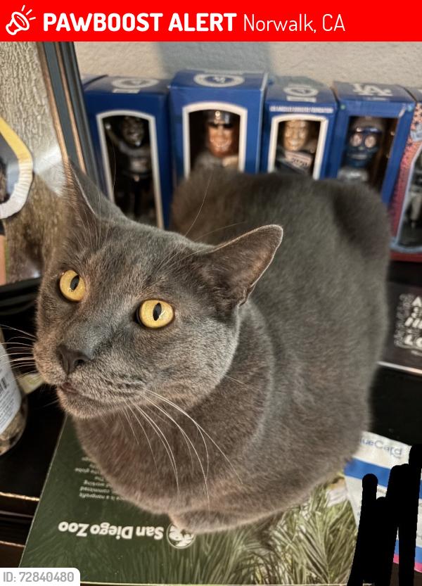 Lost Male Cat last seen Harvest ave, Dune st, Norwalk, CA 90650