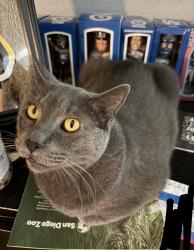 Lost Male Cat last seen Harvest ave, Dune st, Norwalk, CA 90650