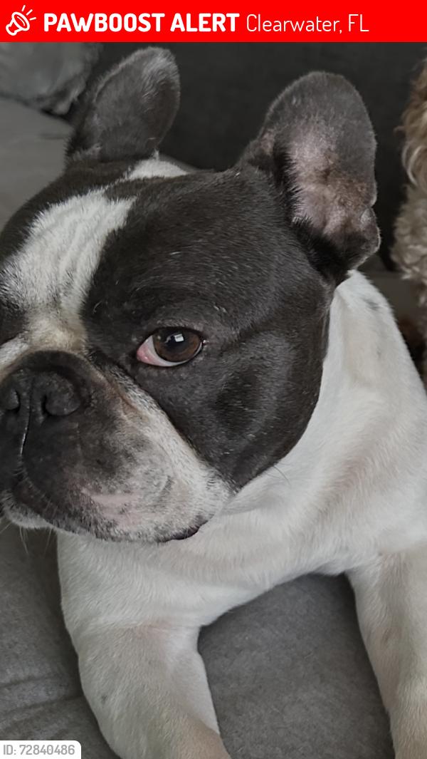 Lost Male Dog last seen Near Bellair Rd , Clearwater, FL 33756