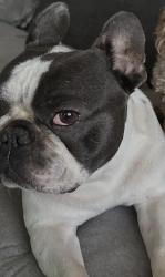 Lost Male Dog last seen Near Bellair Rd , Clearwater, FL 33756