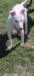 Found/Stray Female Dog last seen S Merrifield and Mountain creek next to old baseball feild, Dallas, TX 75211