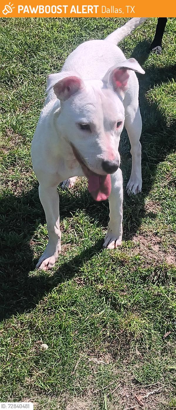Found/Stray Female Dog last seen S Merrifield and Mountain creek next to old baseball feild, Dallas, TX 75211