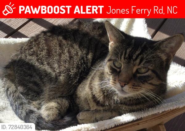 Lost Female Cat last seen Crawford Dairy Road, Jones Ferry Rd, NC 27516