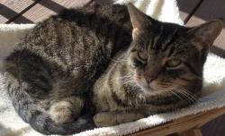 Lost Female Cat last seen Crawford Dairy Road, Jones Ferry Rd, NC 27516