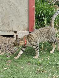 Found/Stray Unknown Cat last seen By cropley , San Jose, CA 95132