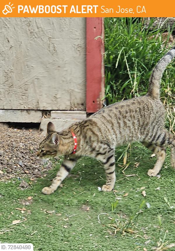 Found/Stray Unknown Cat last seen By cropley , San Jose, CA 95132