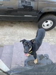 Lost Female Dog last seen Near euclid ave going towards sunrise elementary school , Los Angeles, CA 90023