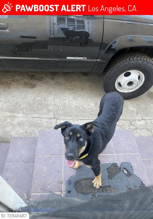 Lost Female Dog last seen Near euclid ave going towards sunrise elementary school , Los Angeles, CA 90023