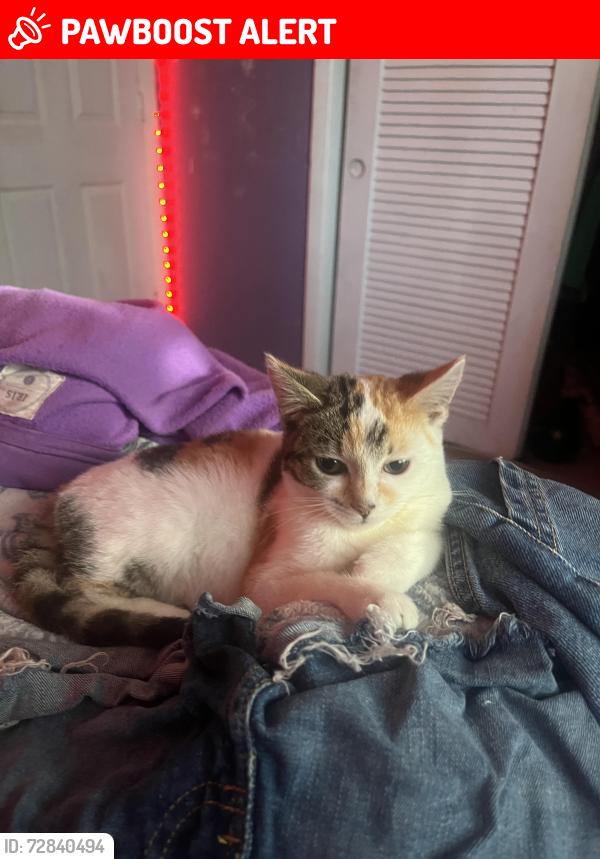 Lost Female Cat last seen running out hse , West Palm Beach, FL 33409