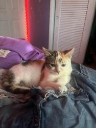 Lost Female Cat last seen running out hse , West Palm Beach, FL 33409