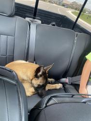Found/Stray Male Dog last seen Airport way manteca Ca, Manteca, CA 95330
