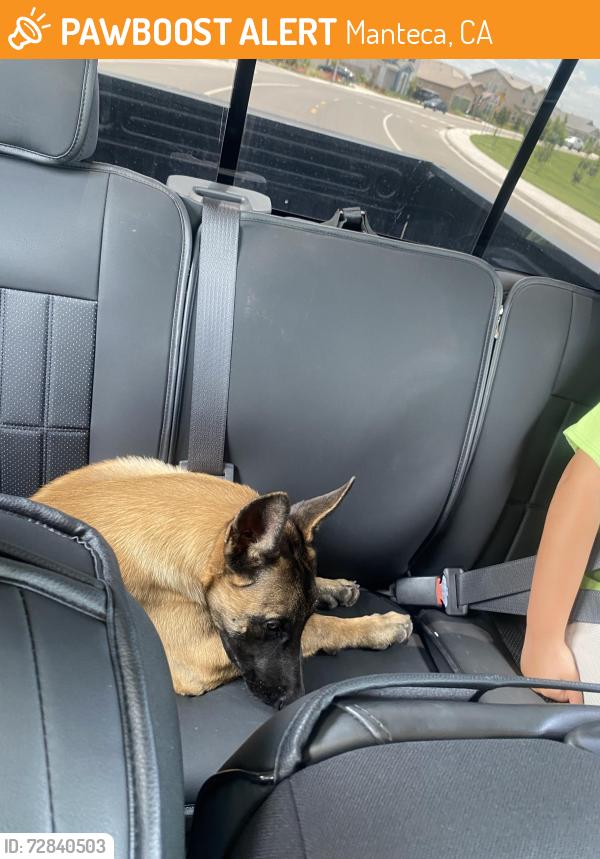 Found/Stray Male Dog last seen Airport way manteca Ca, Manteca, CA 95330
