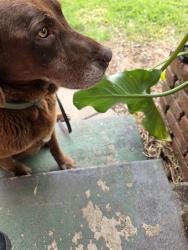 Found/Stray Female Dog last seen Hartnell. , Redding, CA 96002
