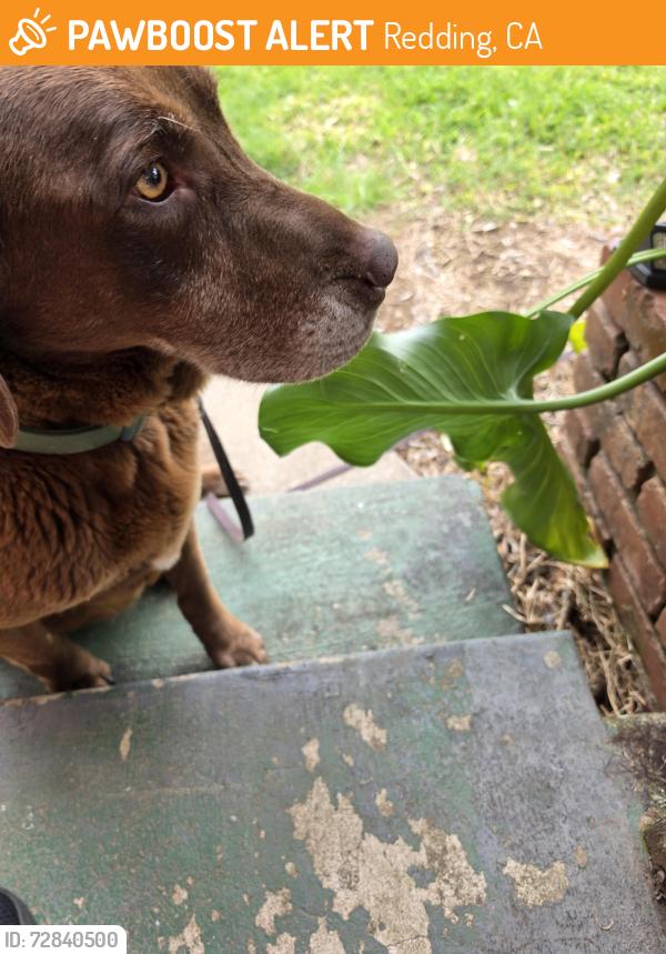 Found/Stray Female Dog last seen Hartnell. , Redding, CA 96002