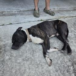 Found/Stray Male Dog last seen Arbor Trails Subdivision , Harris County, TX 77338