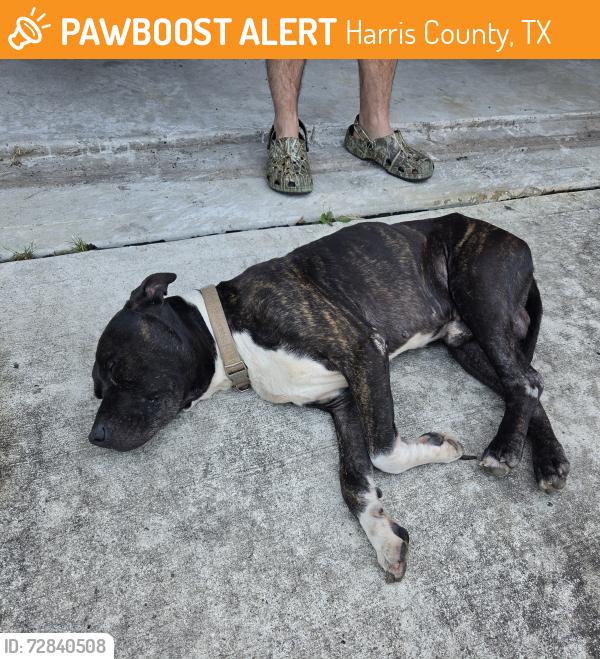 Found/Stray Male Dog last seen Arbor Trails Subdivision , Harris County, TX 77338