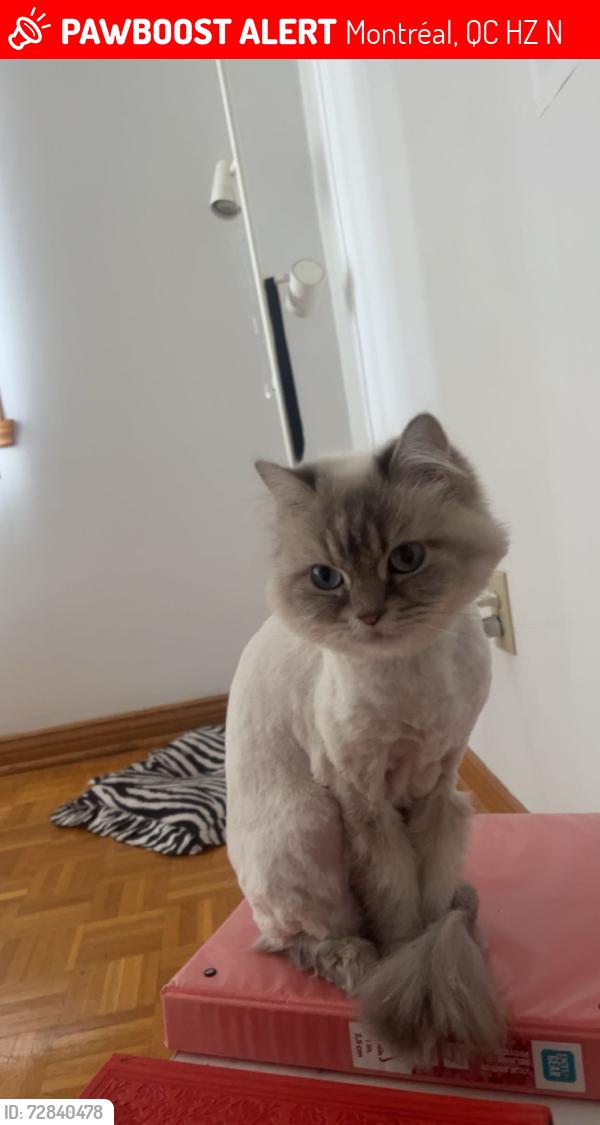 Lost Female Cat last seen I don’t know , Montréal, QC H1Z 2N9