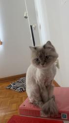 Lost Female Cat last seen I don’t know , Montréal, QC H1Z 2N9