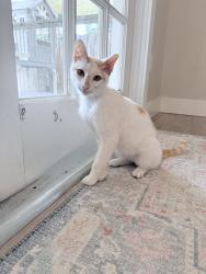 Found/Stray Male Cat last seen Wellington trace and big blue , Wellington, FL 33414