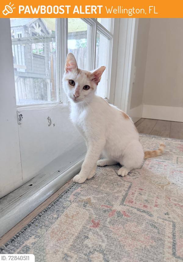 Found/Stray Male Cat last seen Wellington trace and big blue , Wellington, FL 33414