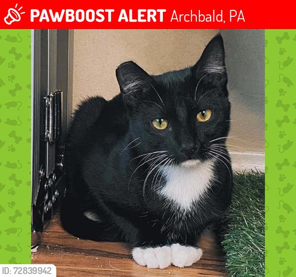 Lost Female Cat last seen S Main Street and Kennedy Drive, Archbald, PA 18403