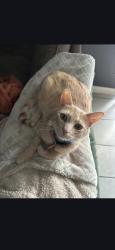 Reunited Male Cat last seen Rowlett Rd, Rowlett, TX 75088