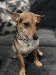 Lost Male Dog last seen Arthur elementary , Kennedale, TX 76060