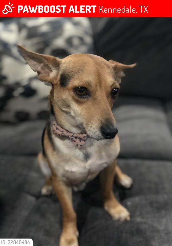 Lost Male Dog last seen Arthur elementary , Kennedale, TX 76060