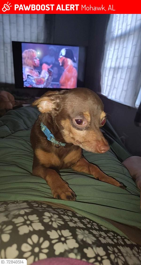Lost Male Dog last seen Lott rd, Mohawk, AL 36613