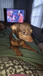 Lost Male Dog last seen Lott rd, Mohawk, AL 36613