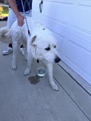 Reunited Unknown Dog last seen Murrayville , Wilmington, NC 28411