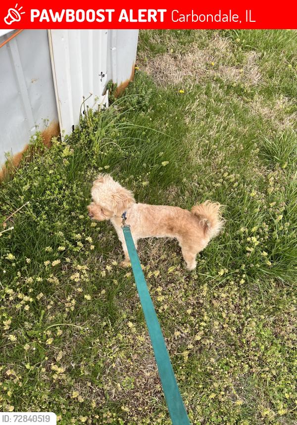 Lost Female Dog last seen By el mexicano, Carbondale, IL 62901