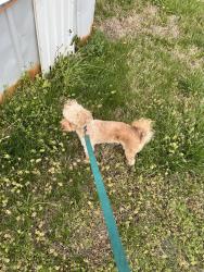 Lost Female Dog last seen By el mexicano, Carbondale, IL 62901