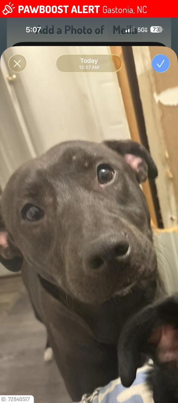 Lost Female Dog last seen Moran St, Gastonia, NC 28052