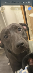 Lost Female Dog last seen Moran St, Gastonia, NC 28052