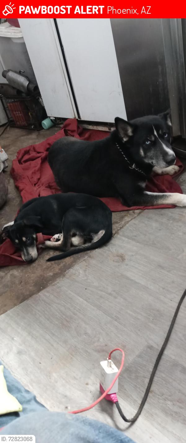 Lost Male Dog last seen 31st Avenue and Lawrence, Phoenix, AZ 85051