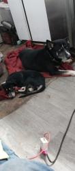 Lost Male Dog last seen 31st Avenue and Lawrence, Phoenix, AZ 85051