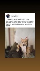 Lost Male Dog last seen Pizza and then some, Belton, SC 29627