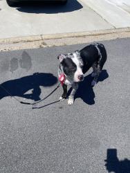Found/Stray Male Dog last seen Wesleyan Drive & Diamond Springs Rd, near Little Caesars, Virginia Beach, VA 23455