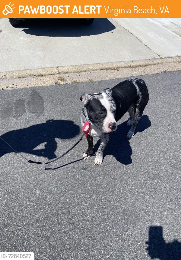 Found/Stray Male Dog last seen Wesleyan Drive & Diamond Springs Rd, near Little Caesars, Virginia Beach, VA 23455