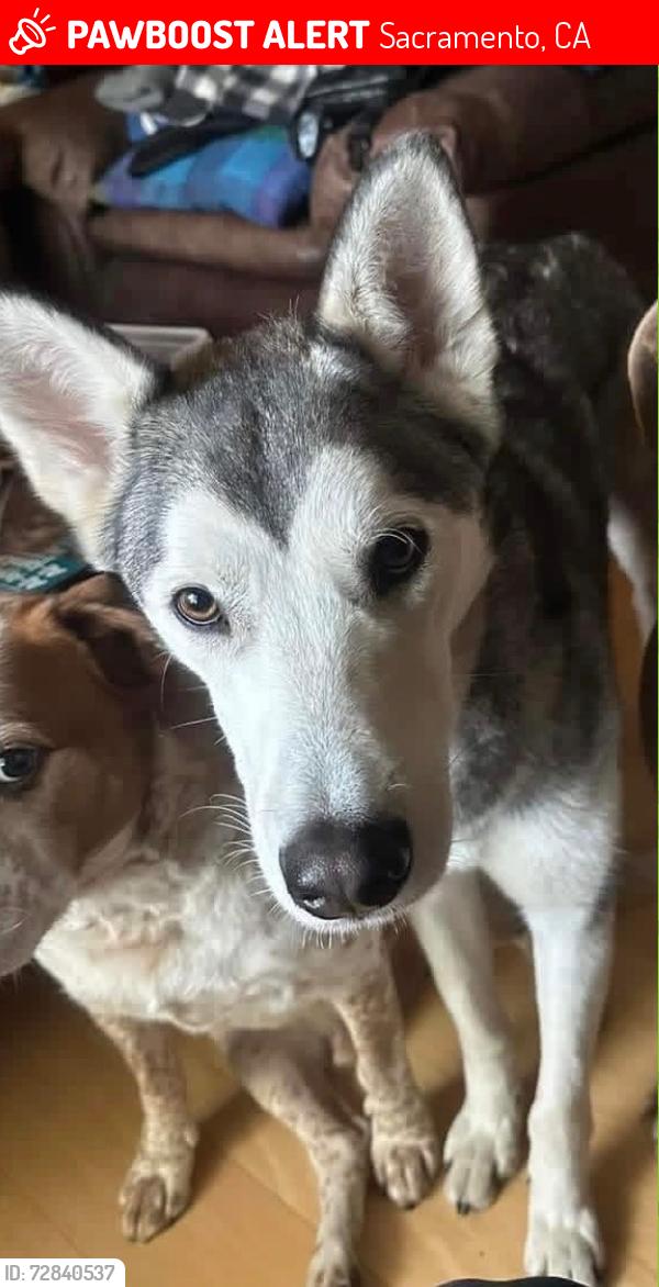 Lost Male Dog last seen Rush river road, Sacramento, CA 95831